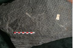 Foto (Detailansicht) von Lepidodendron aculeatum St. (NHMW-GEO-2024-0188-11024)